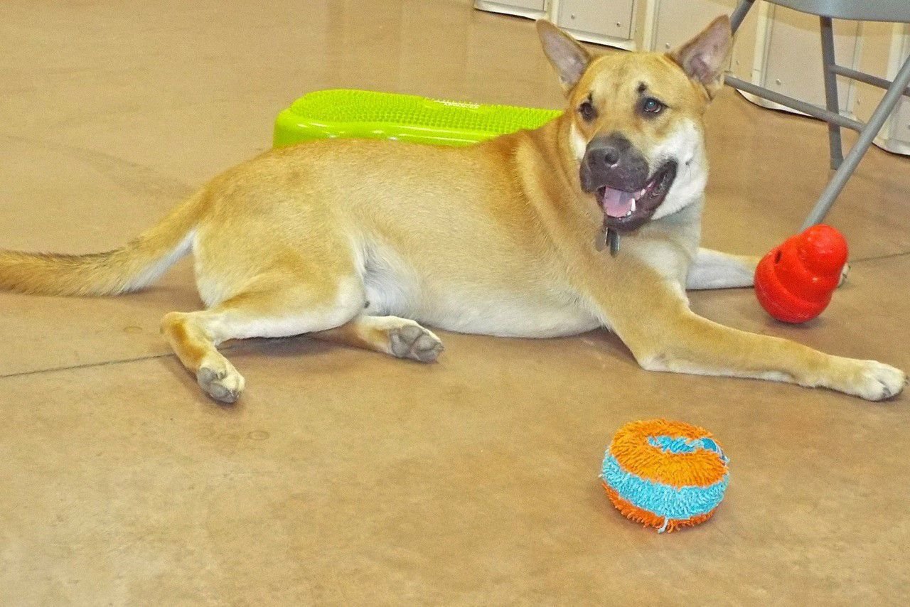 Adopt a friend: Bruce